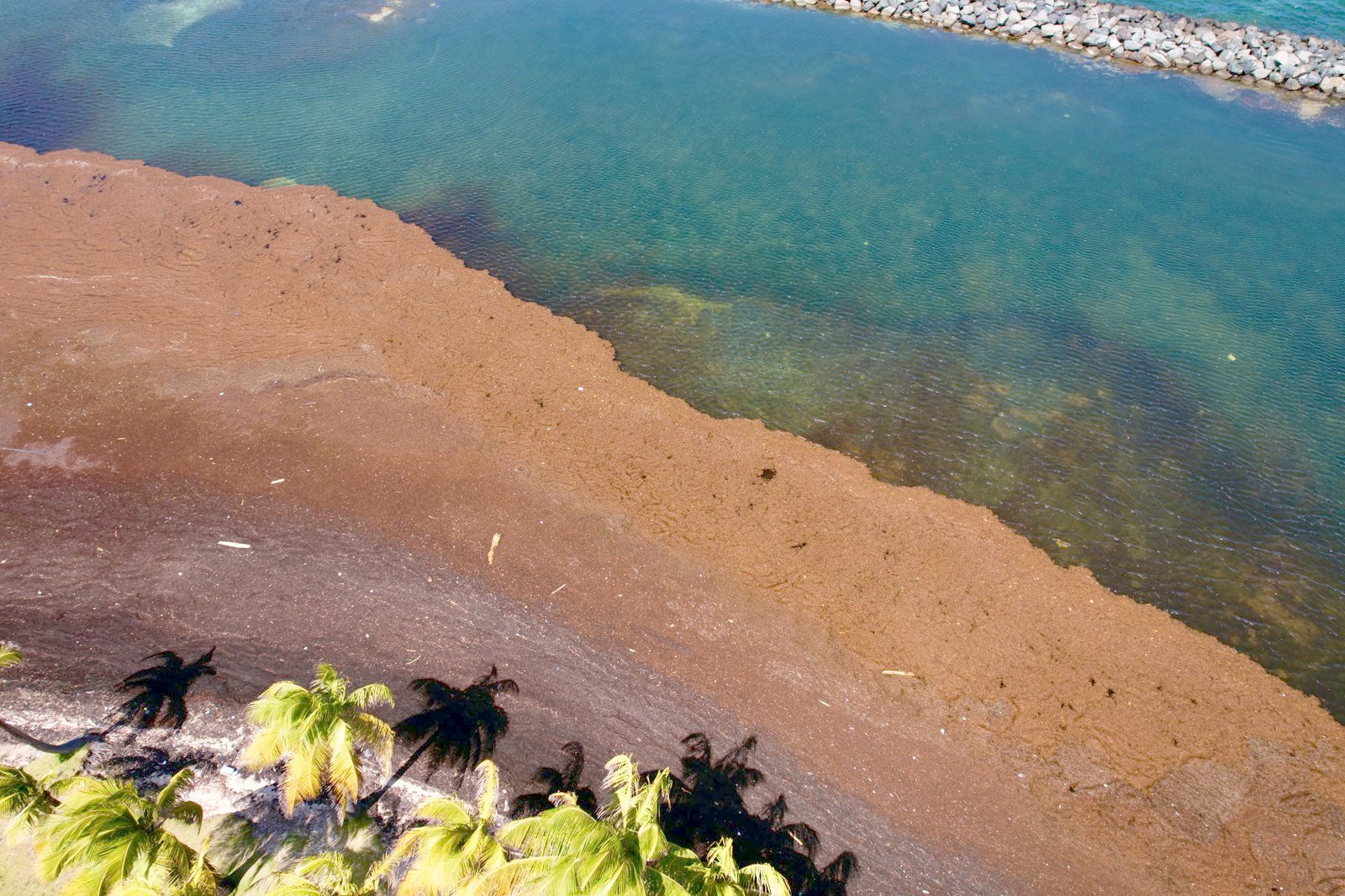 Sargazo acumulado en una playa tropical